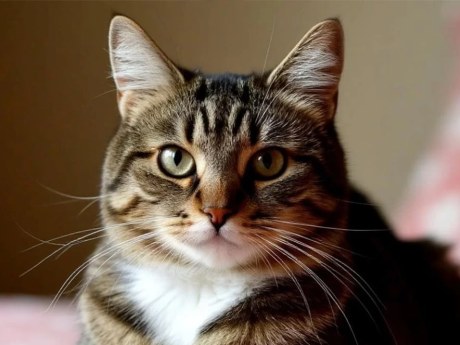 Кошка дожила до 146 лет